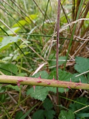 Rubus conjungens