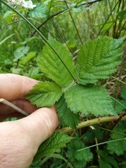 Rubus conjungens
