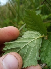 Rubus conjungens