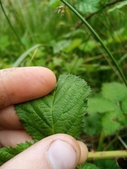 Rubus conjungens