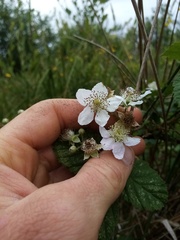 Rubus conjungens