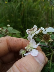 Rubus conjungens