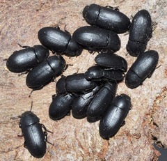 Opatroides punctulatus