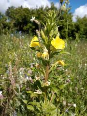 Oenothera