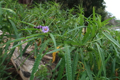 Solanum vescum