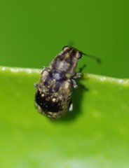 Cacephatus