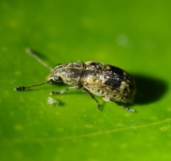Cacephatus