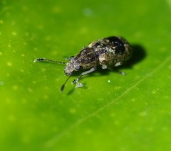 Cacephatus