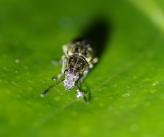 Cacephatus