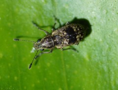 Cacephatus