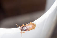 Harpalus griseus