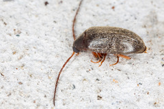 Hymenalia
