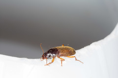 Harpalus griseus
