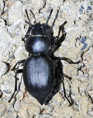 Pachychila denticollis