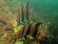Chelmonops truncatus