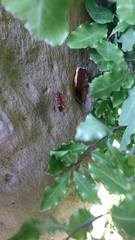 Coptocercus aberrans