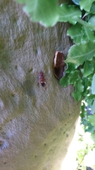 Coptocercus aberrans