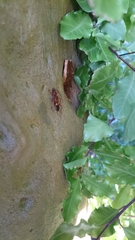 Coptocercus aberrans