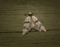 Lepidoscia stenomochla