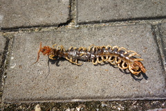 Scolopendra subspinipes