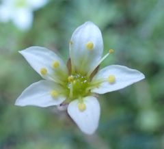Saxifraga praetermissa