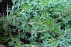 Saxifraga praetermissa