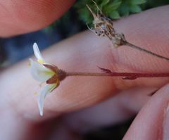 Saxifraga praetermissa