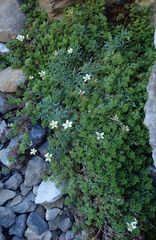 Saxifraga praetermissa
