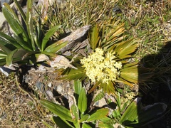 Aciphylla similis