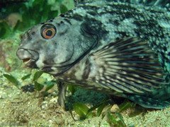 Aplodactylus lophodon