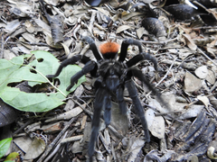 Tliltocatl epicureanus