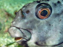 Aplodactylus lophodon