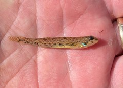 Etheostoma stigmaeum