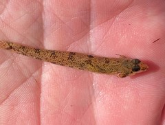 Etheostoma stigmaeum
