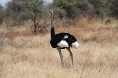 Struthio molybdophanes