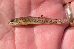 Etheostoma stigmaeum