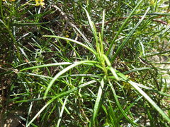 Senecio linearifolius linearifolius