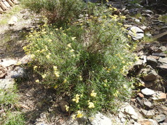 Senecio linearifolius linearifolius