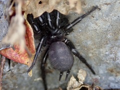 Porrhothele antipodiana