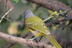 Malaconotus blanchoti