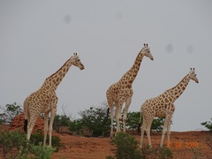 Giraffa camelopardalis peralta
