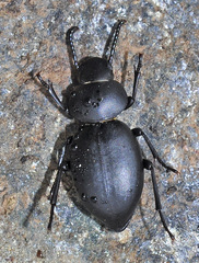 Pachychila glabella