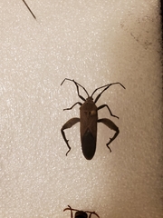 Physomerus grossipes