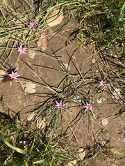 Romulea rosea australis