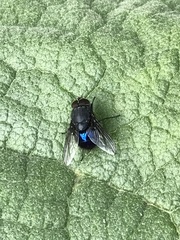 Calliphora quadrimaculata