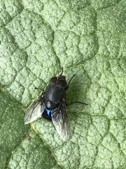 Calliphora quadrimaculata