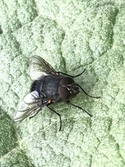 Calliphora quadrimaculata