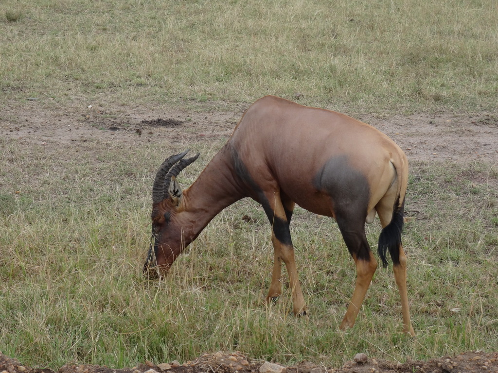 Topi