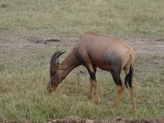 Common Tsessebe photo 4