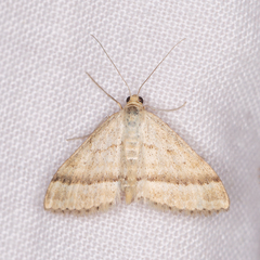Scopula lydia